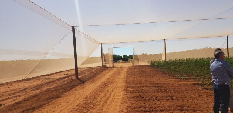 Netting Structure Boongala