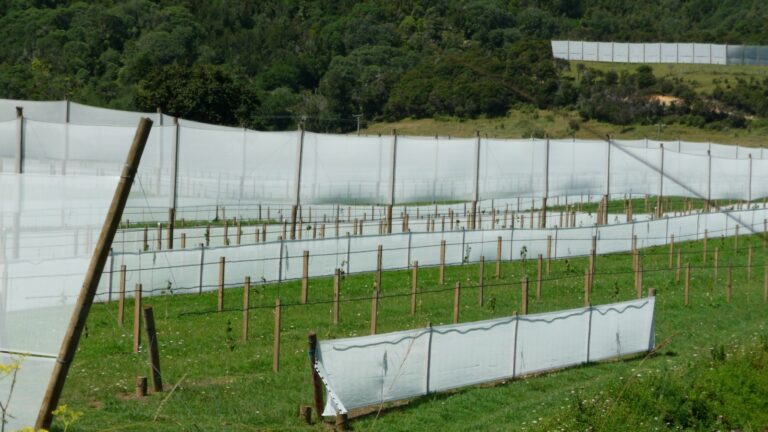 Ultimate Windbreak