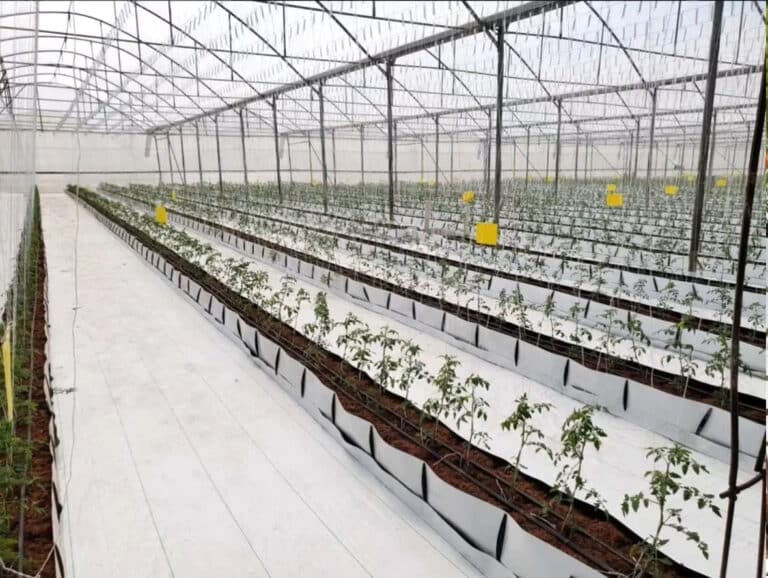 Ultra White Weedmat Field