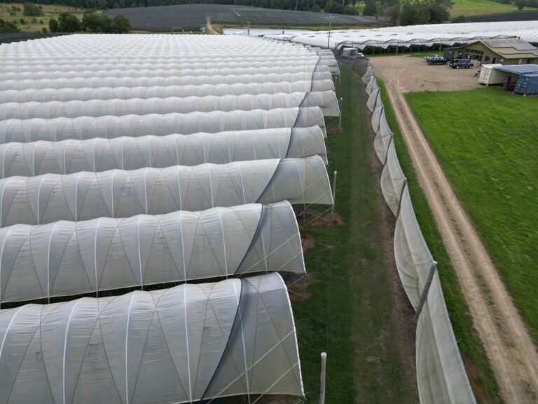 Polytunnels