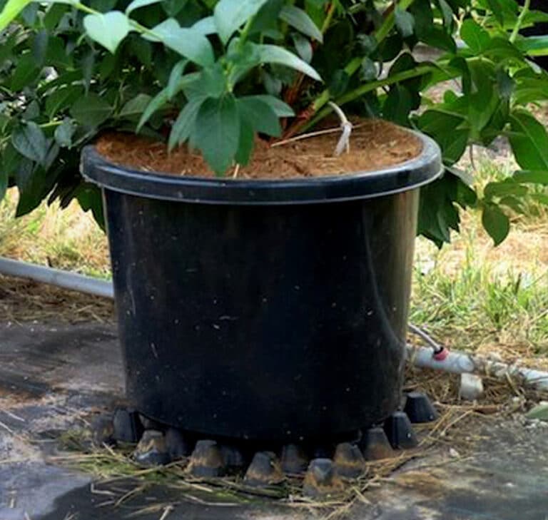 Blueberry Round Pot