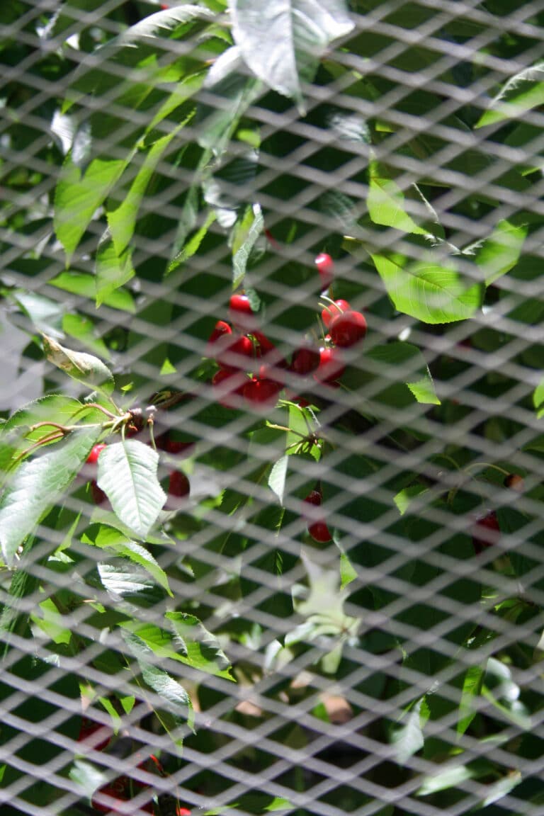 Birdnet Close Up