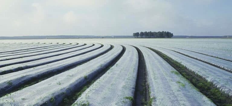 Frost Cloth Field