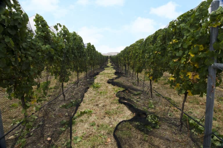 Vinenet Single Row Black