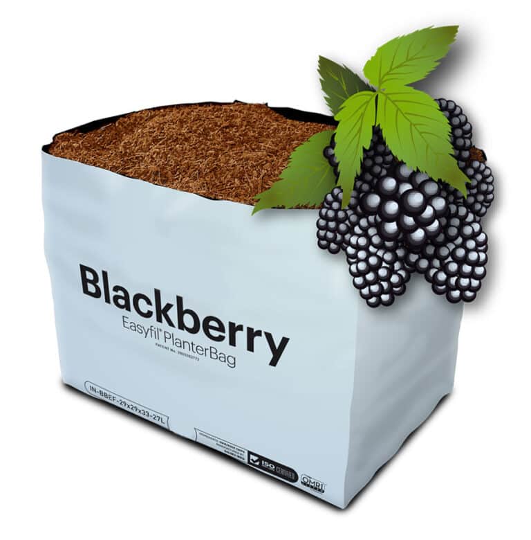 Blackberry Easyfil Planterbag