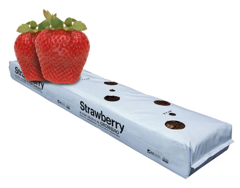 Strawberry GrowBag