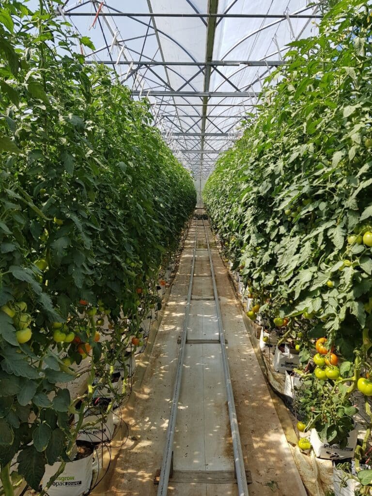 Greenhouse Twine Installed