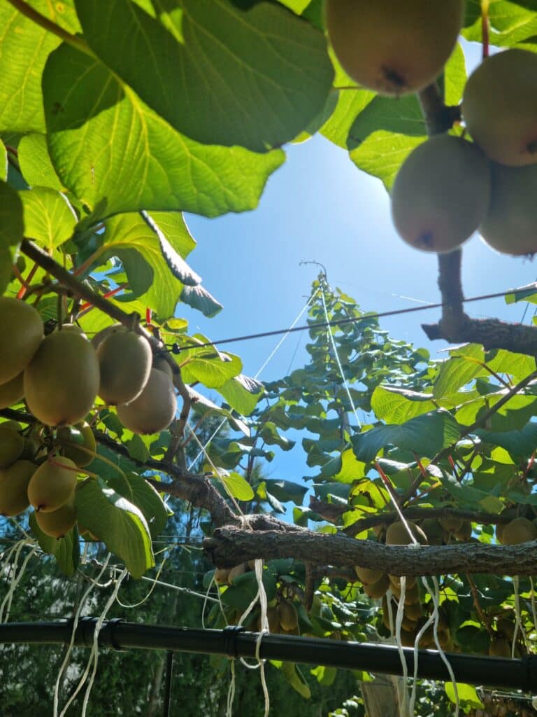 EarthTwine Twine in Kiwi