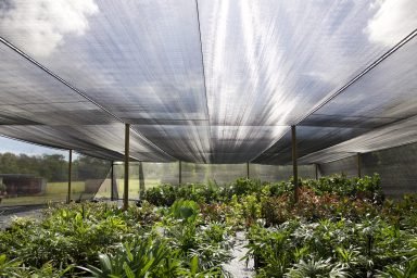 Shade Cloth in Use