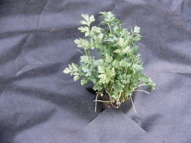 Plant in a Weed Mat - Empak Plant in a Weed Mat