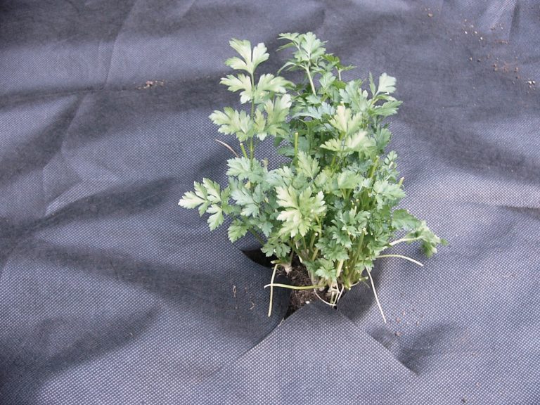 Plant in a Weed Mat