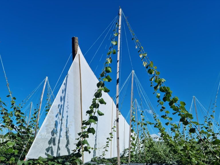 Ultimate Windbreak and Kiwi Twine