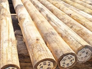 Eucalyptus Post (bundle of 20)